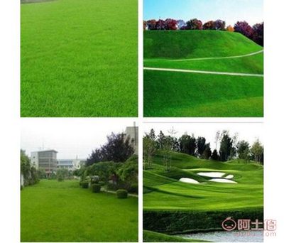 高羊茅种子 绿化工程中的全能选择