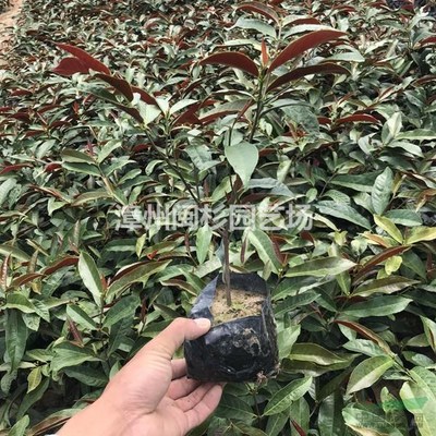 红背桂 园林绿化工程中的热门选择与行情分析