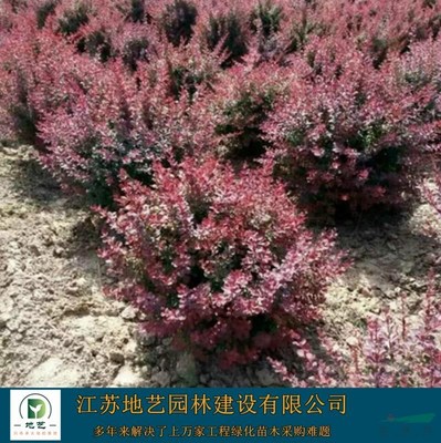 供应红叶小檗球产地——江苏地艺园林苗圃基地