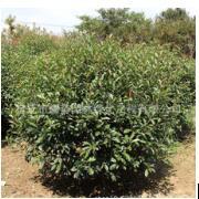 宿迁市耀势园林绿化工程 构筑绿色生态屏障，提升城市宜居品质