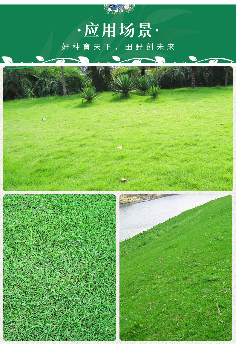美国四季青狗牙根种子的应用与绿化工程价值