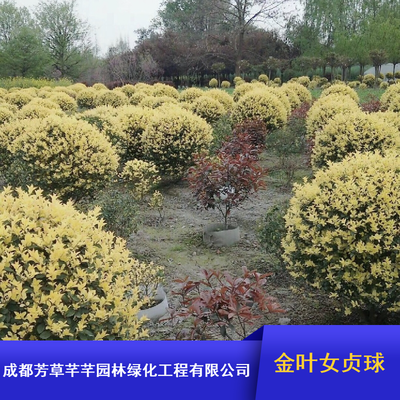 成都常绿灌木金叶女贞球 工程绿化优选，批量供应园林工程