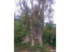 香樟 园林绿化工程的理想选择