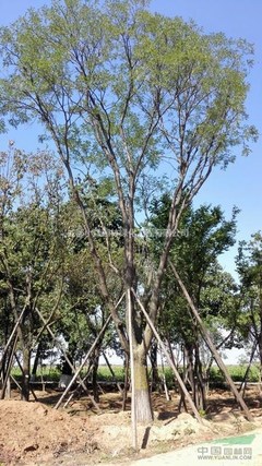 四川精品国槐基地 打造园林绿化工程优质苗木供应源