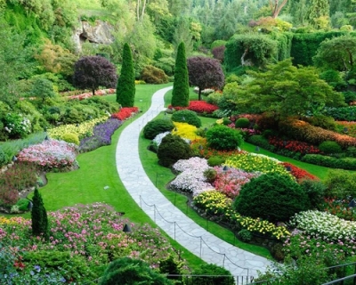 厦门招财树景观园林绿化产品中心——匠心打造绿色生态工程