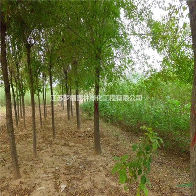 江苏白蜡8-15公分规格在园林绿化工程中的应用