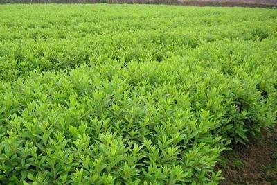 绿化工程公司 打造生态城市与宜居环境的关键力量