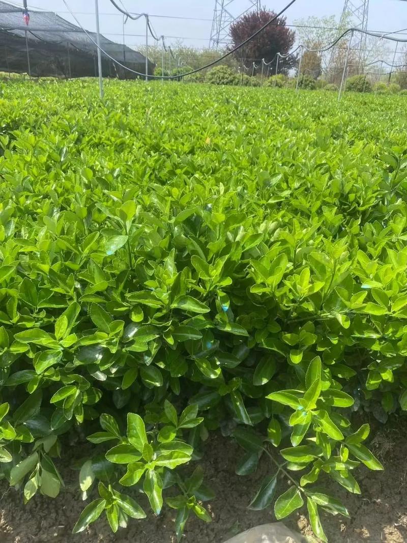 全网搜索苗木有缘人 园林绿化工程与厂房绿化的专业设计与施工