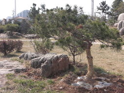 山东大树园林景观工程 假山产品的艺术与绿化融合