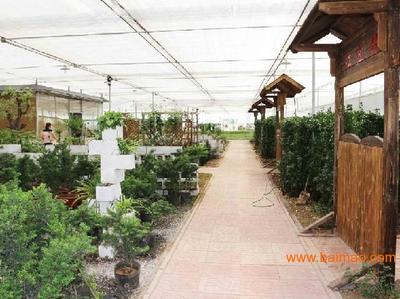 鲁西城市园林绿化与聊城厂区绿化工程的发展与展望