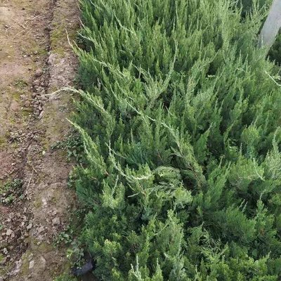 龙柏与龙爪柏 绿化苗木的批发价格及园林应用解析