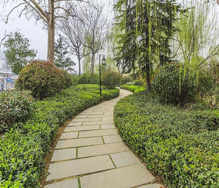 南沙芒果树 绿化与果实的两难选择